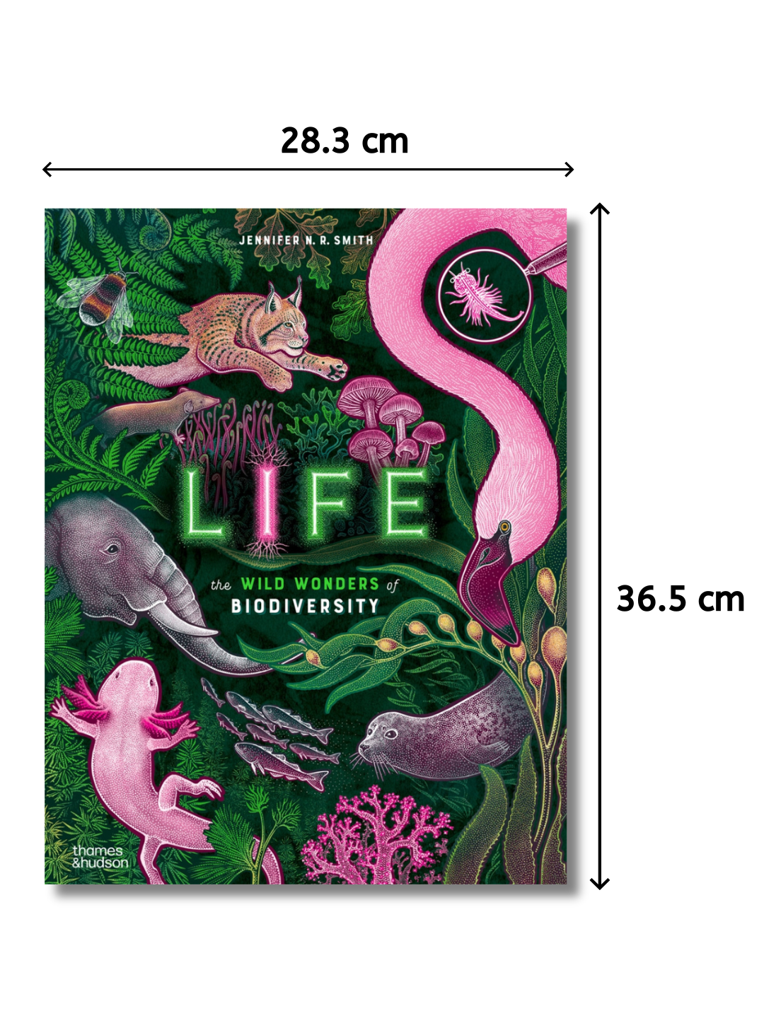 Life The Wild Wonders of Biodiversity | Hardcover