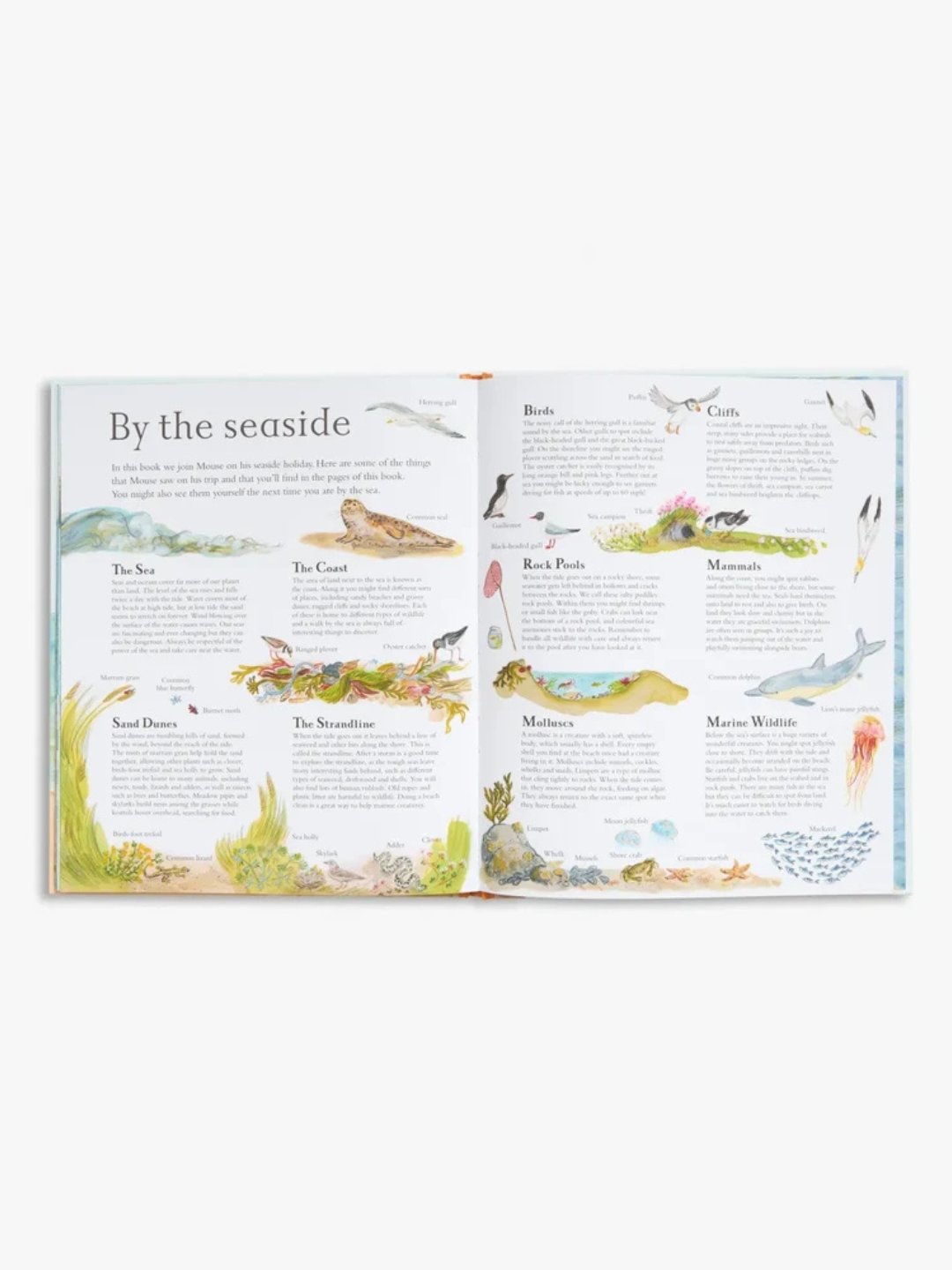 Mouse by the Sea by Alice Melvin (Lift-the-Flap Hardcover Nature Book)
